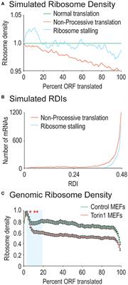 mTORC1 Enhances Early Phase Ribosome Processivity